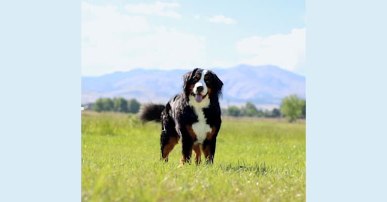 Molly, a Bernese Mountain Dog tested with EmbarkVet.com