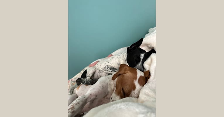 Texie, a Pointer and Llewellin Setter mix tested with EmbarkVet.com