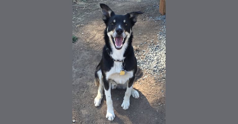 Photo of Ollie, a Border Collie  in Medford, Oregon, USA