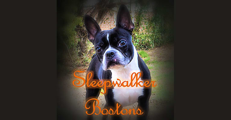 Sleepwalker Leela LaRue, a Boston Terrier tested with EmbarkVet.com