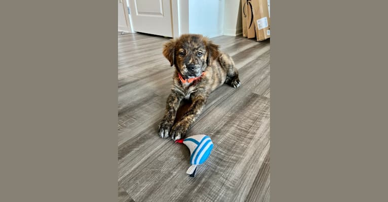 Rudder, a Labrador Retriever and Chow Chow mix tested with EmbarkVet.com