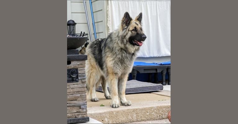 Tex, a Shiloh Shepherd tested with EmbarkVet.com