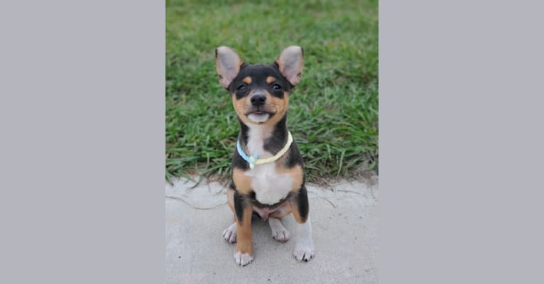 Nacho, a Rat Terrier tested with EmbarkVet.com