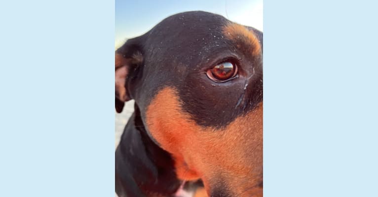Abi, a Rottweiler and Boxer mix tested with EmbarkVet.com