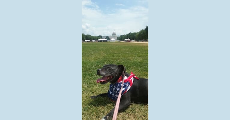 Leela, a Staffordshire Bull Terrier tested with EmbarkVet.com