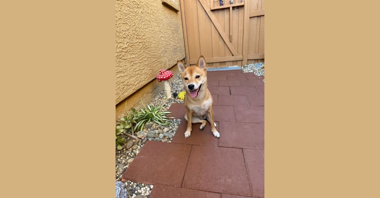 Kyoto, a Shiba Inu tested with EmbarkVet.com