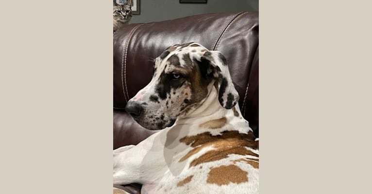 Photo of Cooper, a Great Dane  in Houston, Texas, USA