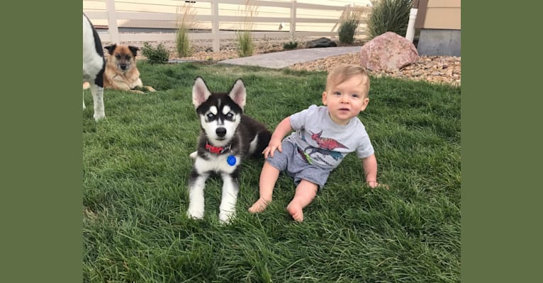 Drake Flynn, a Siberian Husky tested with EmbarkVet.com