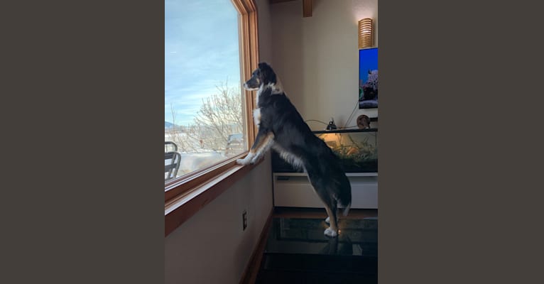 Otter, a Border Collie and Australian Shepherd mix tested with EmbarkVet.com