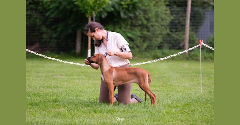 Vita, a Rhodesian Ridgeback tested with EmbarkVet.com