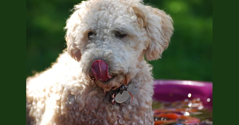 Fig, a Soft Coated Wheaten Terrier and Miniature Schnauzer mix tested with EmbarkVet.com