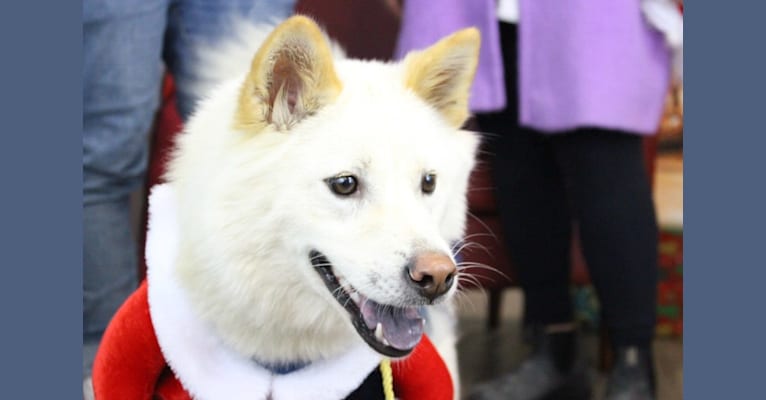 Lexy, a Vietnamese Village Dog tested with EmbarkVet.com