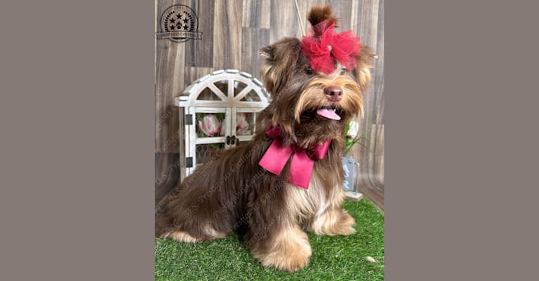 Chanel L&T Yorkie a dog tested with EmbarkVet.com