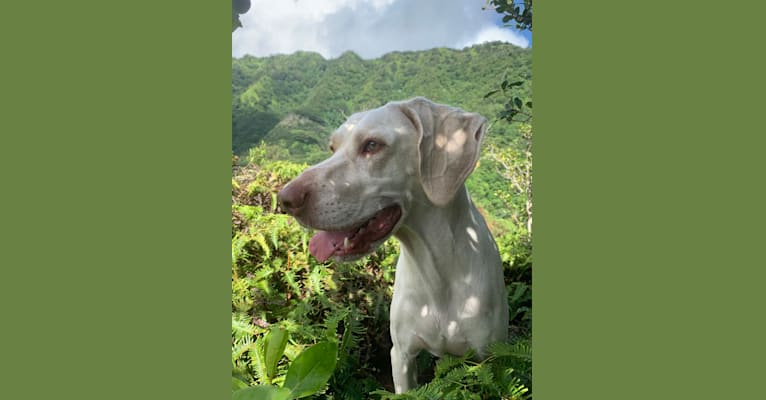 Luna, a German Shorthaired Pointer tested with EmbarkVet.com