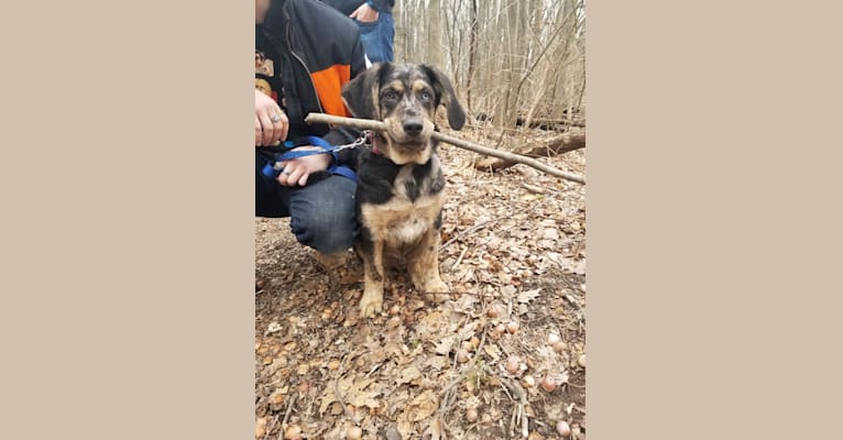 Cyrus, a German Shepherd Dog and Catahoula Leopard Dog mix tested with EmbarkVet.com