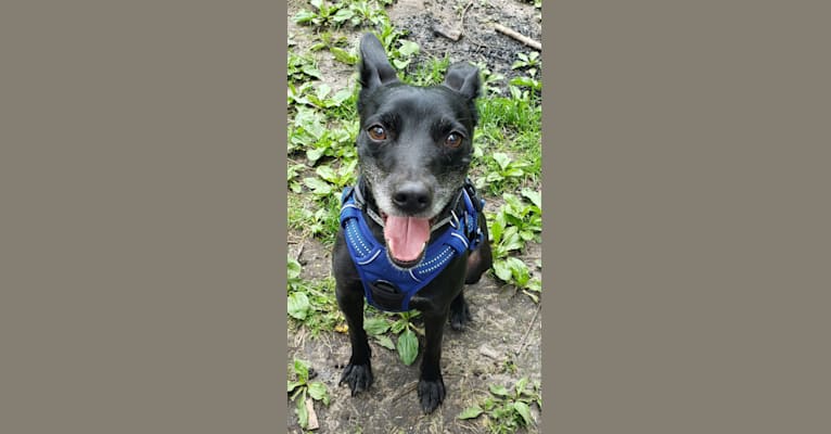 PJ, a Russell-type Terrier and Rat Terrier mix tested with EmbarkVet.com