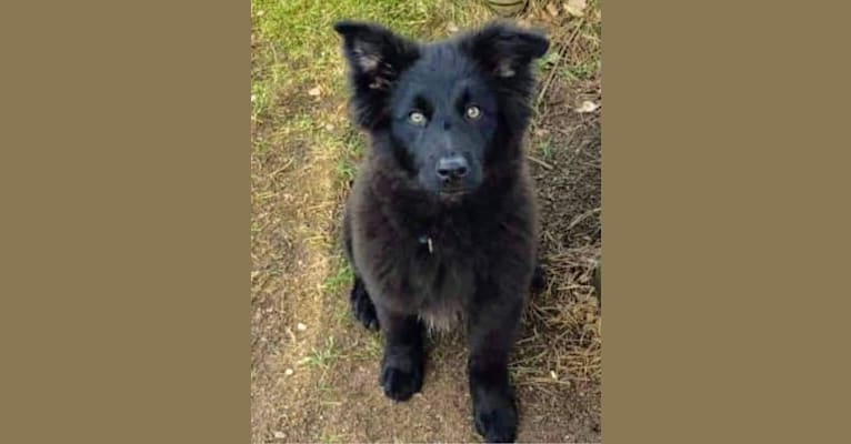Koda, an Eastern European Village Dog and German Shepherd Dog mix tested with EmbarkVet.com
