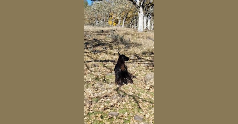 Zack, a Gordon Setter tested with EmbarkVet.com