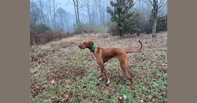 Tula, a Pointer and Llewellin Setter mix tested with EmbarkVet.com