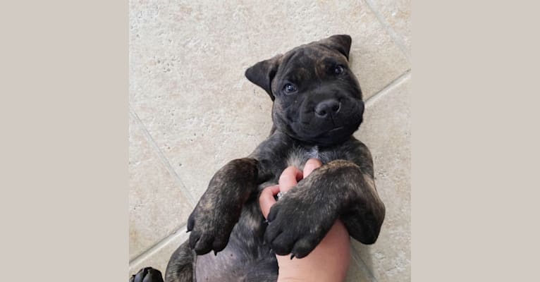 Artie, a Cane Corso tested with EmbarkVet.com
