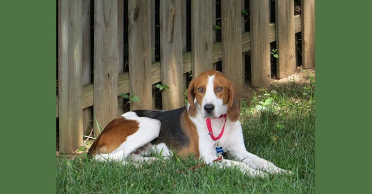 Weasel, a Foxhound and Coonhound mix tested with EmbarkVet.com