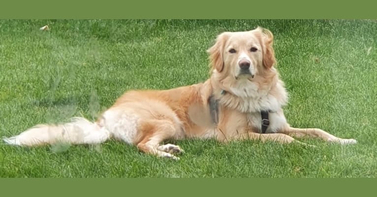 Olive, an Eastern European Village Dog tested with EmbarkVet.com