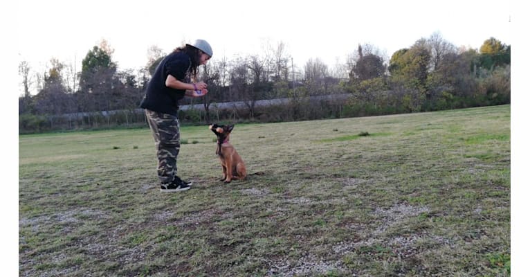 Kylar (PsychoKiller d'Hélitesport), a Belgian Shepherd tested with EmbarkVet.com