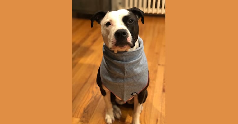 Photo of Morgan, an American Pit Bull Terrier, American Staffordshire Terrier, Boxer, and Rottweiler mix in Buffalo, New York, USA