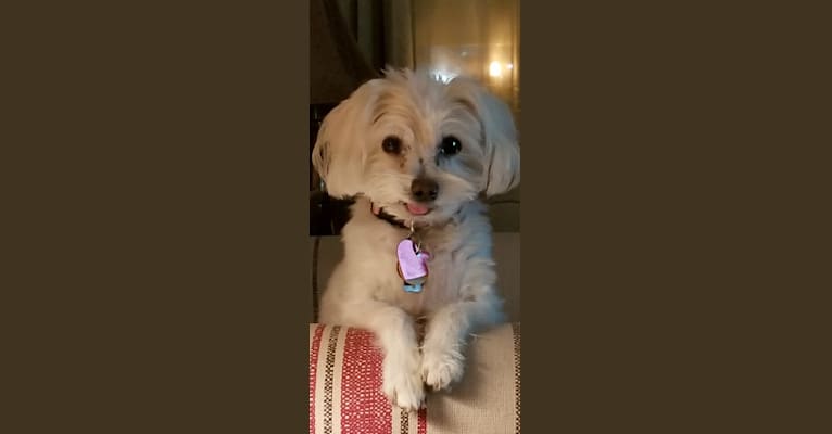 Dakota, a Poodle (Small) and Maltese mix tested with EmbarkVet.com