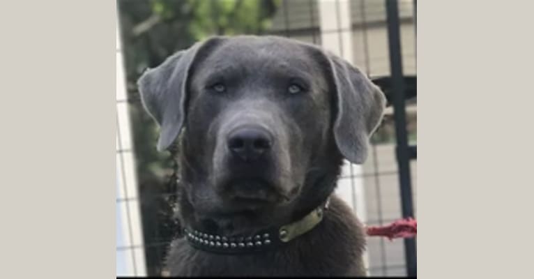 Bourbon, a Labrador Retriever tested with EmbarkVet.com