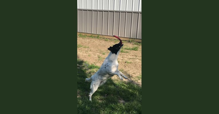 Daisy, an Australian Cattle Dog and Collie mix tested with EmbarkVet.com