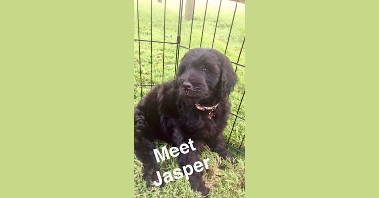 Jasper, a Goldendoodle tested with EmbarkVet.com