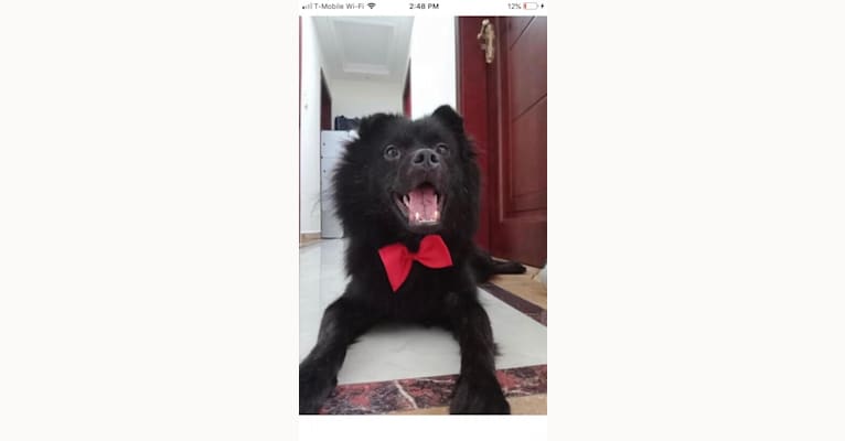 Bogie, a Hong Kong Village Dog tested with EmbarkVet.com