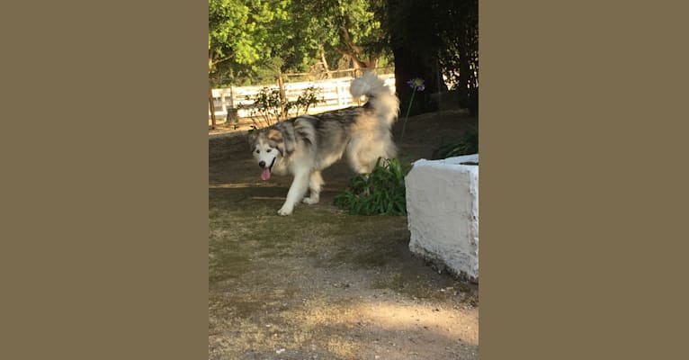 Yukon, an Alaskan Malamute and German Shepherd Dog mix tested with EmbarkVet.com