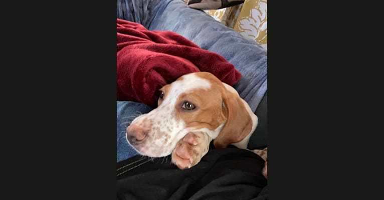 Texie, a Pointer and Llewellin Setter mix tested with EmbarkVet.com