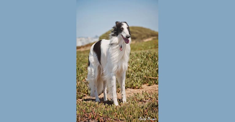 Photo of Falkor, a Silken Windhound 