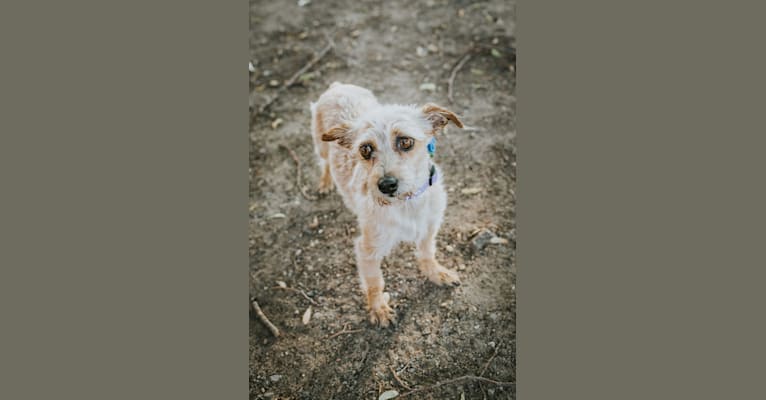 Photo of Peanut, a Chihuahua, Dachshund, Poodle (Small), Cocker Spaniel, Lhasa Apso, and Mixed mix in New York, USA