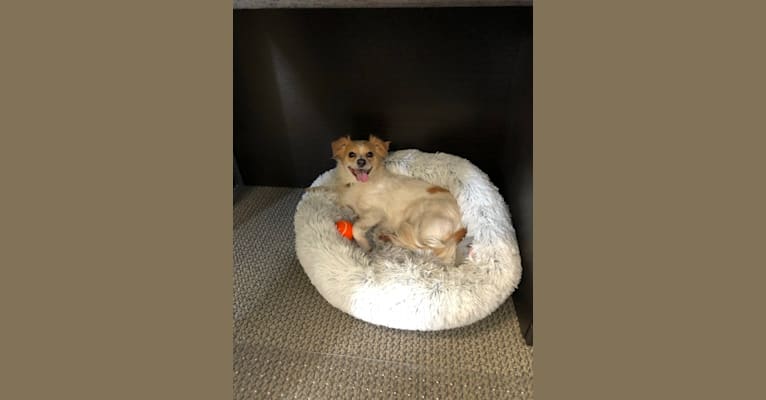 Pliny, a Chihuahua and Poodle (Small) mix tested with EmbarkVet.com