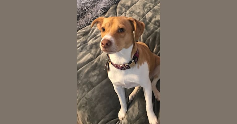 Georgia, a Russell-type Terrier and Chinese Shar-Pei mix tested with EmbarkVet.com