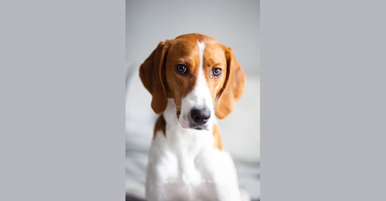 Jonathan, an American Foxhound and Treeing Walker Coonhound mix tested with EmbarkVet.com