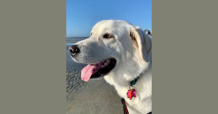 Photo of Chloe, a Great Pyrenees and Anatolian Shepherd Dog mix in Baltimore, Maryland, USA