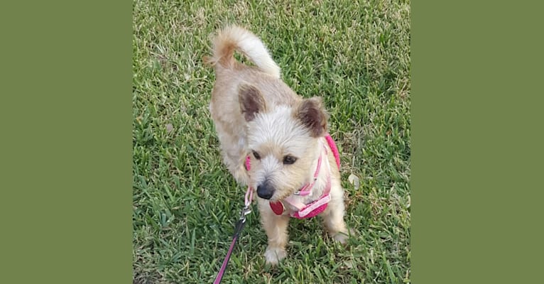 Abigail Mae (Abby), a Miniature Schnauzer and Pomeranian mix tested with EmbarkVet.com