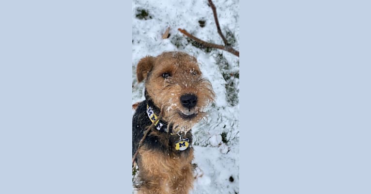 Geddy, a Welsh Terrier tested with EmbarkVet.com