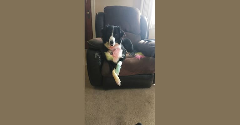 Milo, a Border Collie and McNab mix tested with EmbarkVet.com