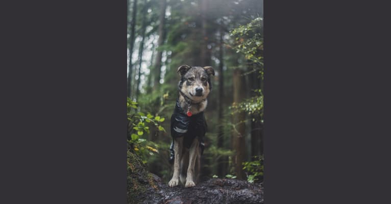 Kane, a Siberian Husky and Alaskan Malamute mix tested with EmbarkVet.com