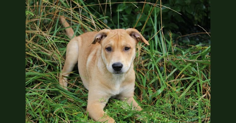 Fizz, a Carolina Dog tested with EmbarkVet.com