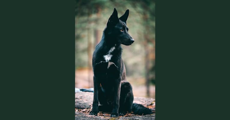 Keja, a Central Asian Village Dog tested with EmbarkVet.com