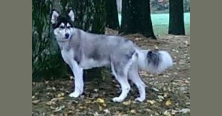 SHEEVA ROSE, a Collie and German Shepherd Dog mix tested with EmbarkVet.com