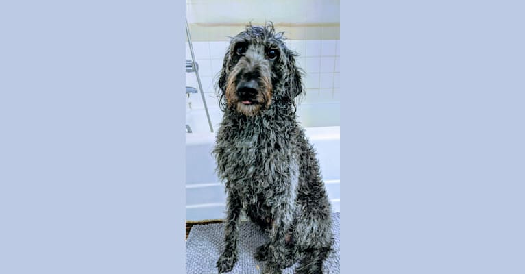 Max, a Labradoodle tested with EmbarkVet.com