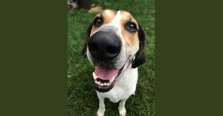 Harlow, a Treeing Walker Coonhound tested with EmbarkVet.com
